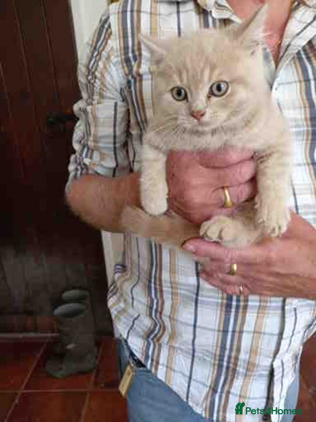 British Shorthair cats for sale: Cream Friendly kitten - Image 3