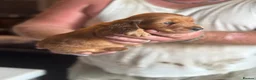Miniature Dachshund dogs for sale: Beautiful long hairs mini dachunds  - Advert 14