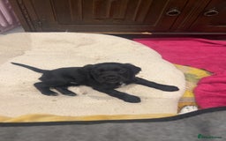 Cocker Spaniel dogs for sale: working cocker spaniel puppies for sale - Image 13