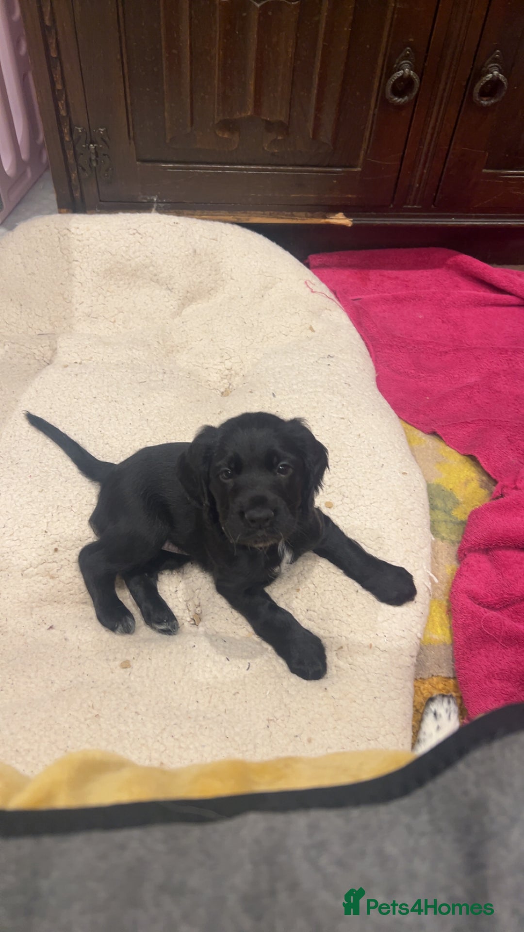 Cocker Spaniel dogs for sale: working cocker spaniel puppies for sale - Image 13