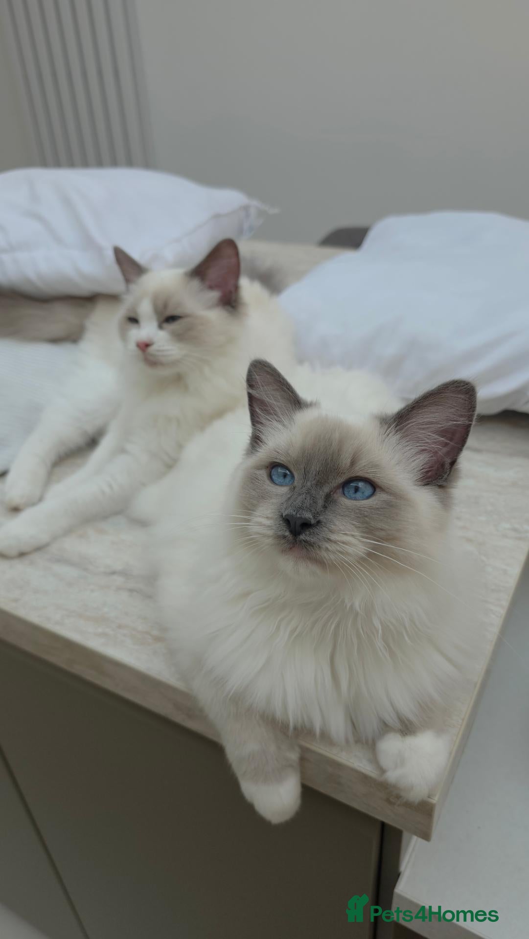 Ragdoll cats Last male Ragdoll kitten ready 2b rehomed (orange) - Advert 19