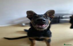 German Shepherd dogs for sale: Looking to rehome my boy - Image 1