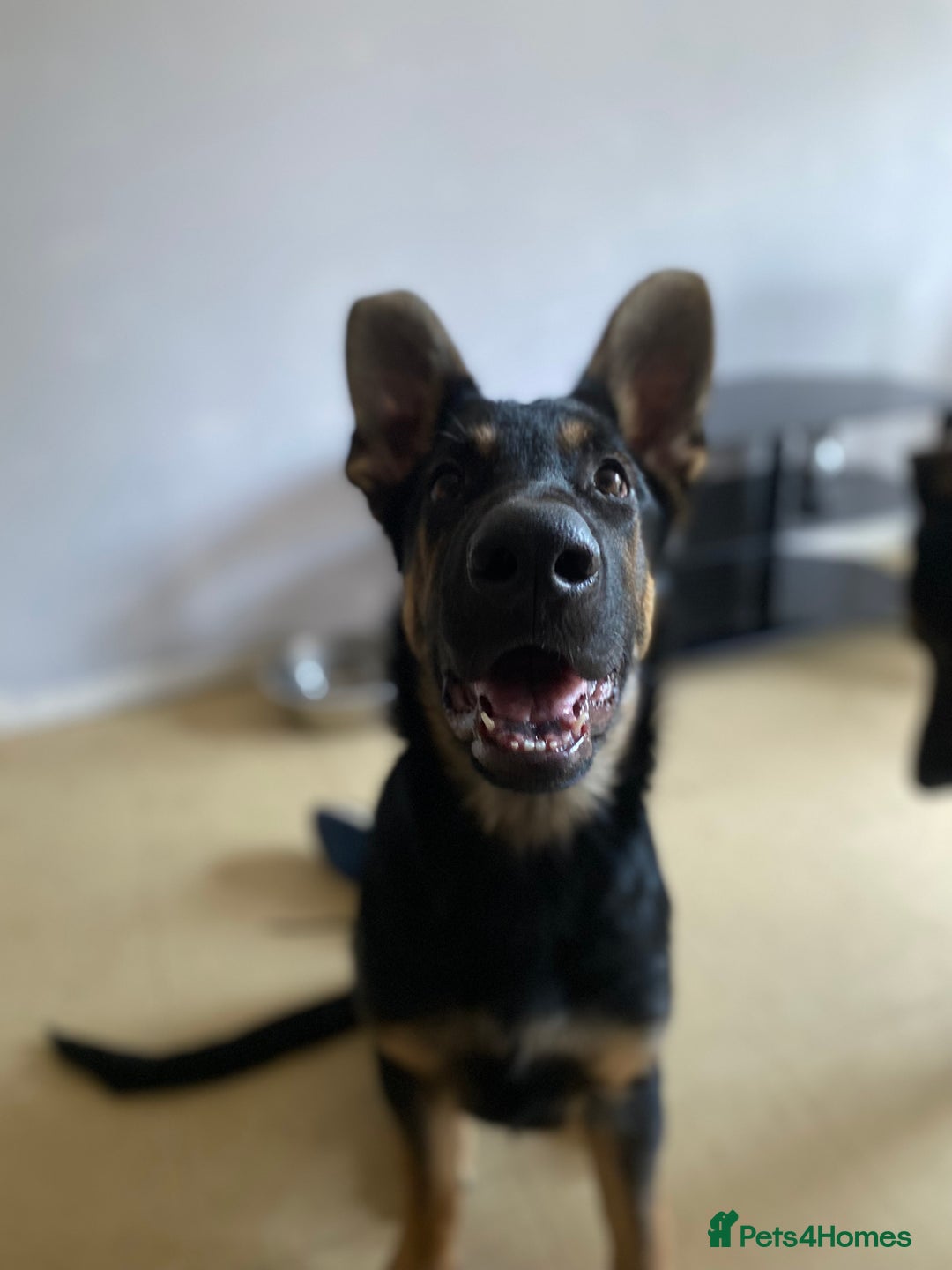 German Shepherd dogs for sale: Looking to rehome my boy - Image 1