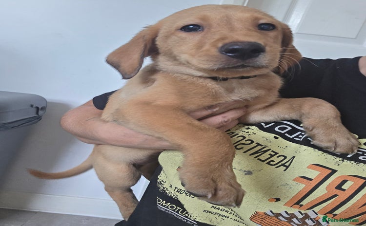 Labrador Retriever dogs - Advert 15