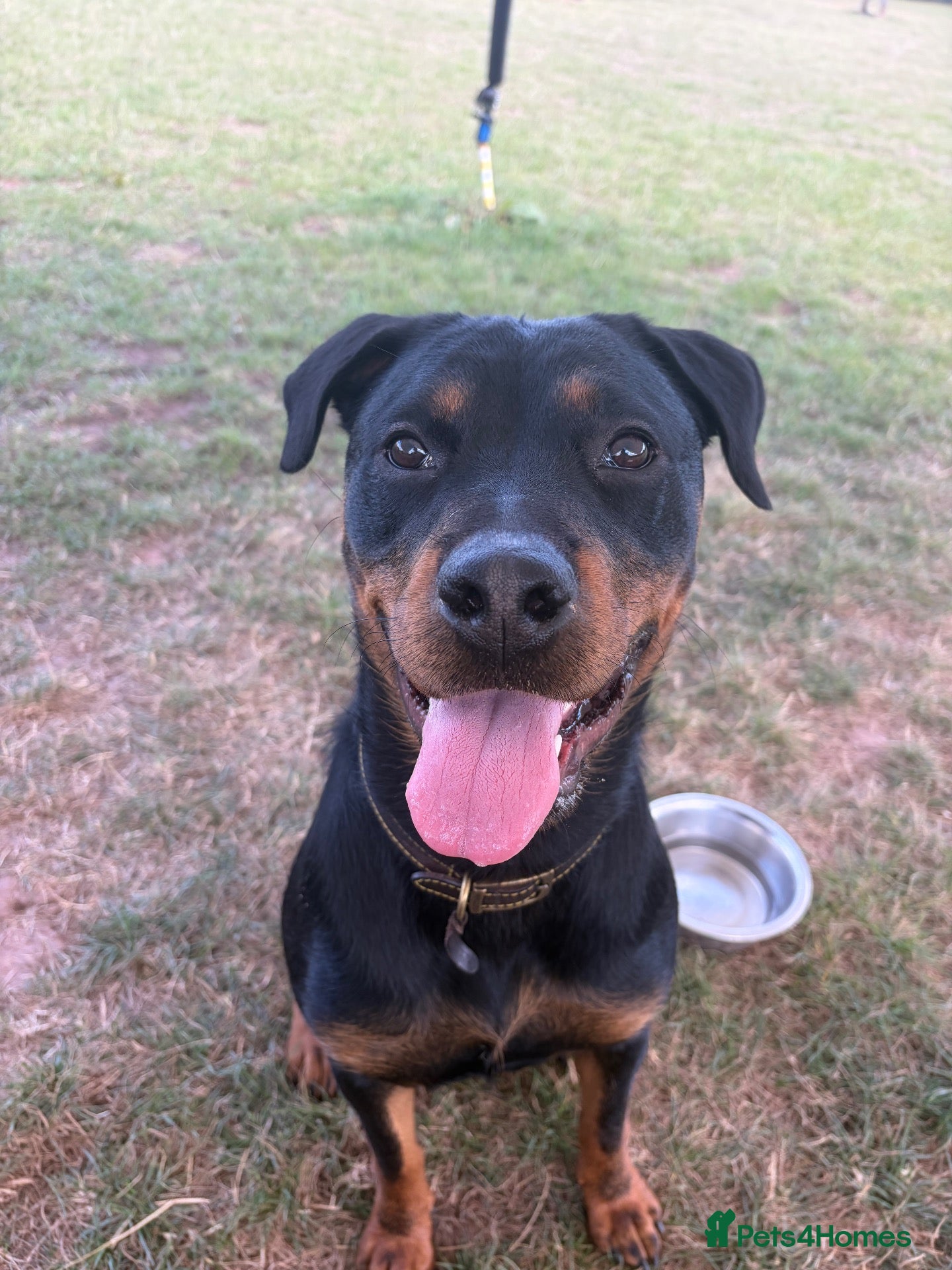Mixed Breed dogs Rottie Mix Female  - Advert 4