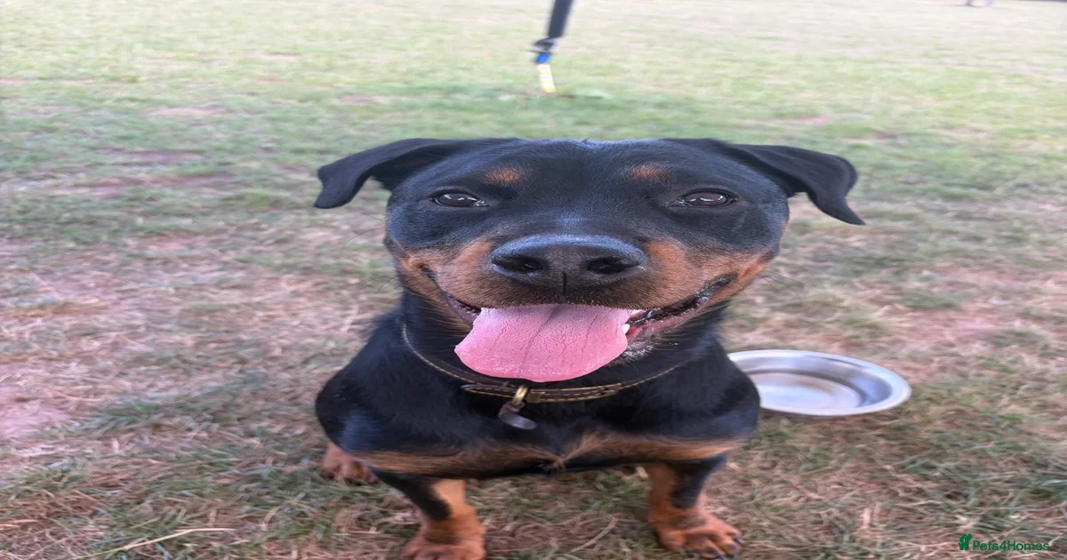 Rottie Mix Female for sale in Hereford | Pets4Homes