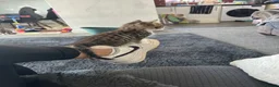 Mixed Breed cats for sale: 4 month old female tabby in Windsor - Advert 3