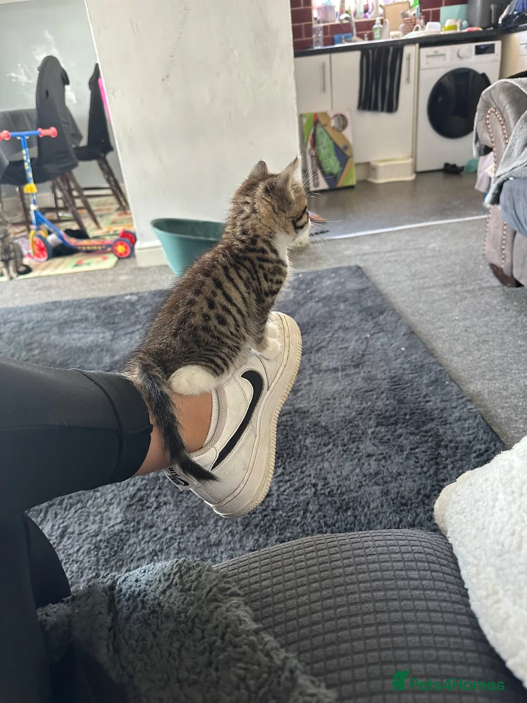 Mixed Breed cats for sale: 4 month old female tabby in Windsor - Advert 3