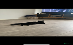 Bombay cats for sale: Long hair female Bombay black cat - Image 2