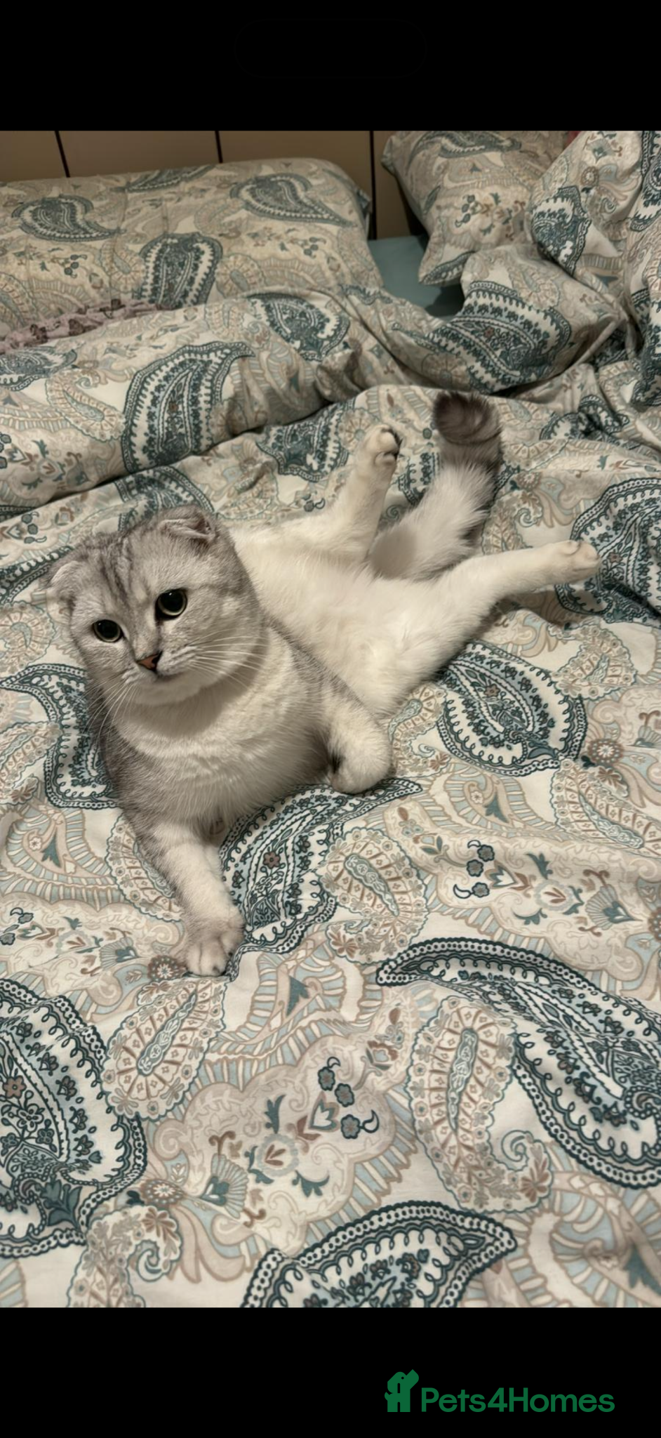 Scottish Fold cats Ayla White scottish fold - Advert 5