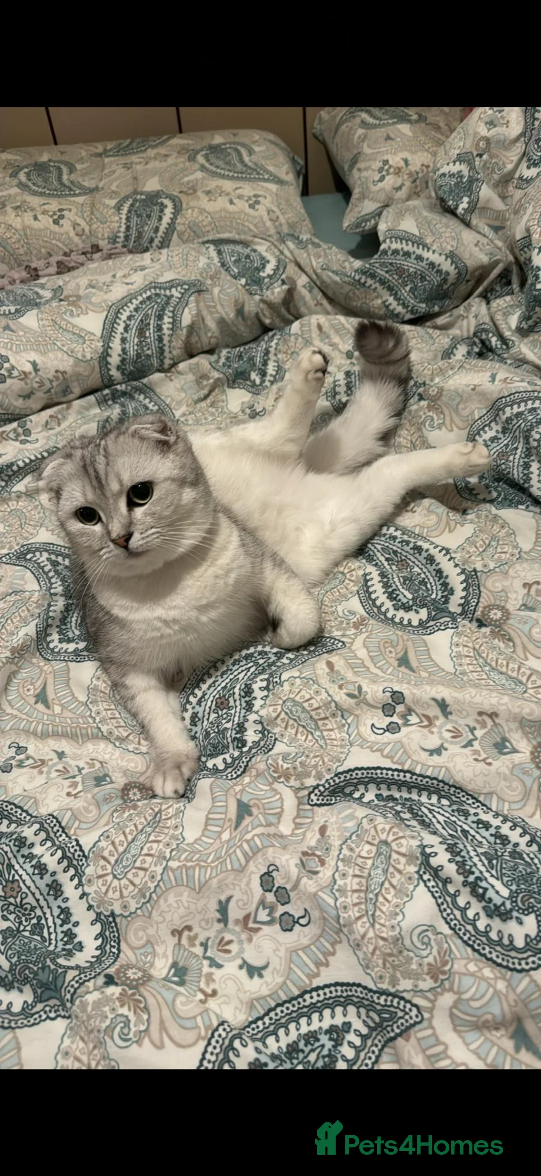 Scottish Fold cats for sale: Ayla White scottish fold - Advert 1