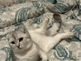 Scottish Fold cats Ayla White scottish fold - Advert 5