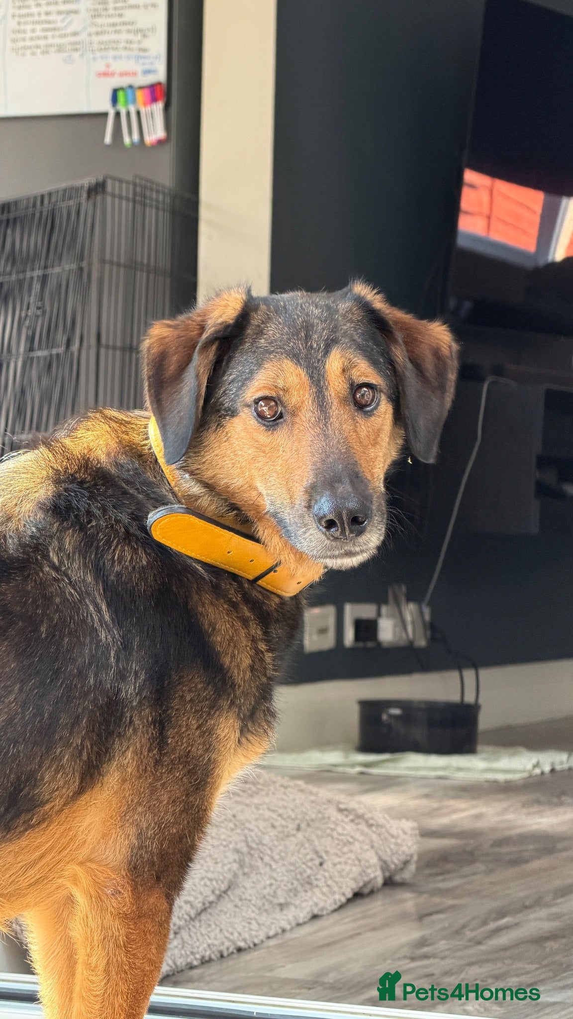 Mixed Breed dogs Brownie | Gentle, Shy & Ready to Trust ❤️ - Advert 2