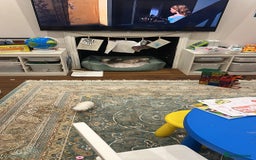 Persian cats for sale: Chinchilla kittens  - Image 24