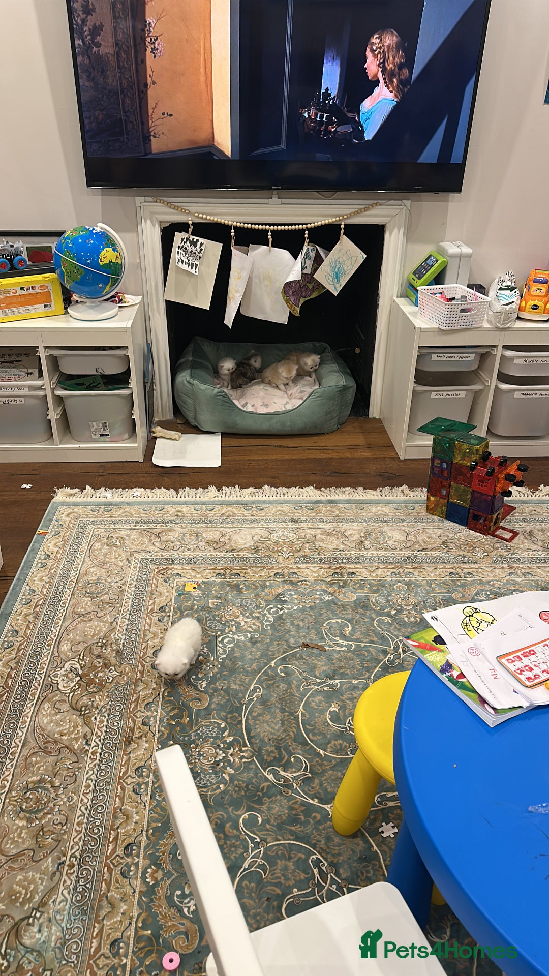 Persian cats for sale: Chinchilla kittens  - Image 24