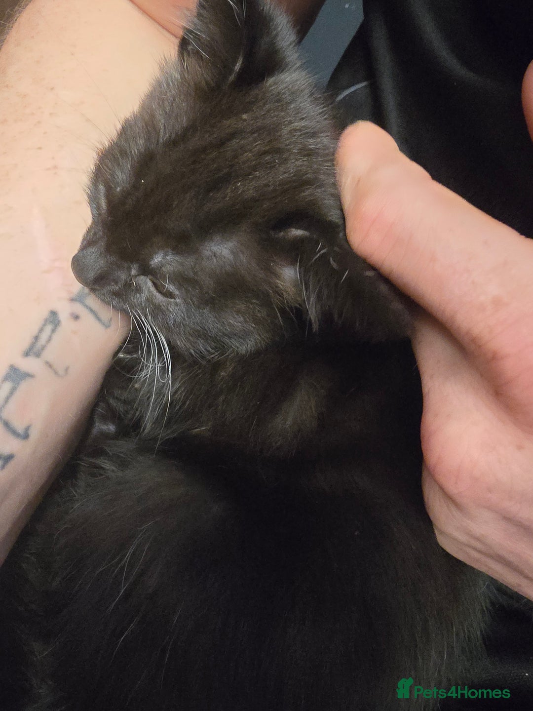 Mixed Breed cats for sale: 6 kittens - Image 8