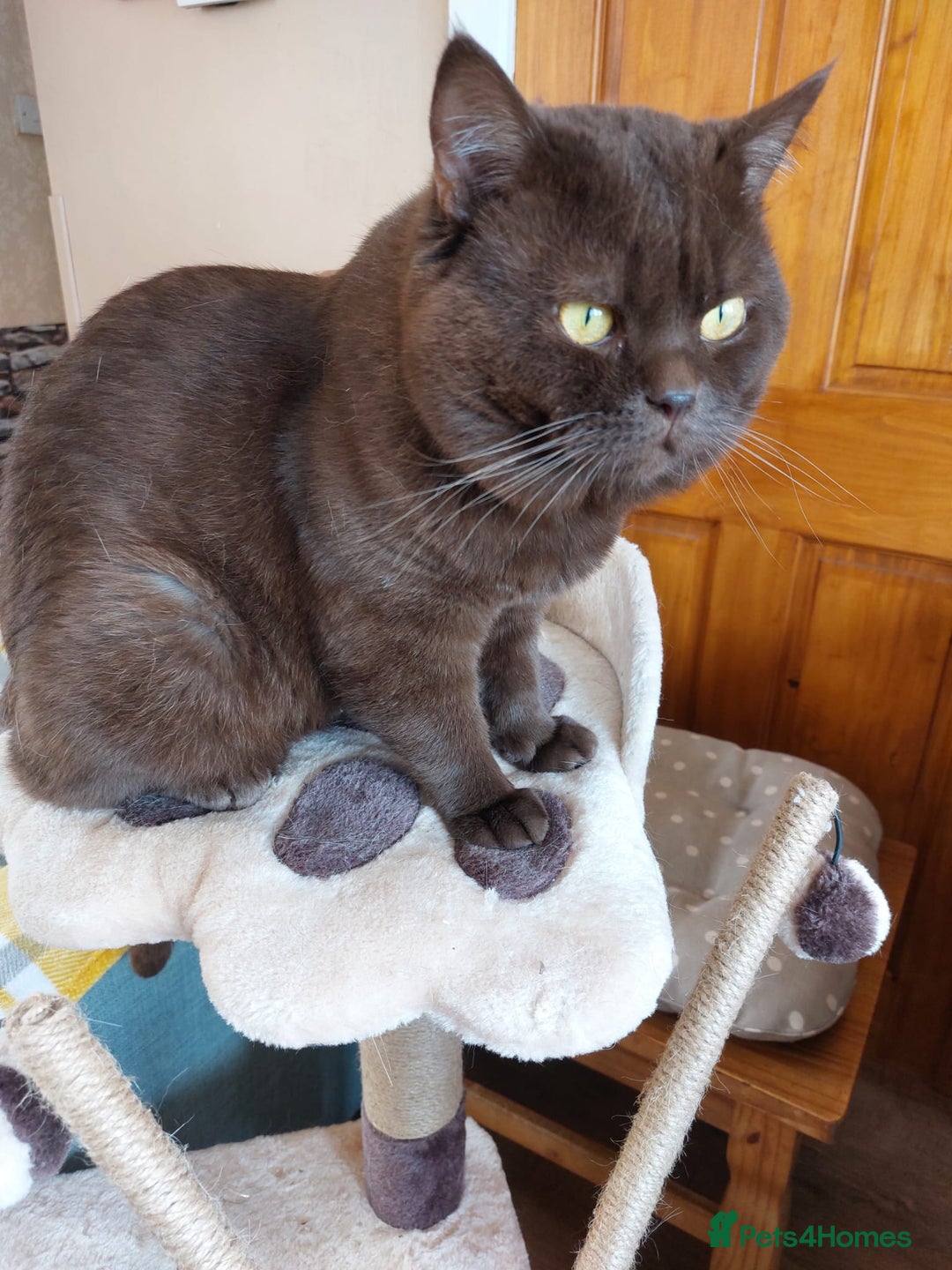 British Shorthair cats for sale: Lilac boy available GCCF and TICA registered  - Advert 9