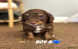 Cockapoo dogs for sale: Stunning F1 Cocapoos - Image 8