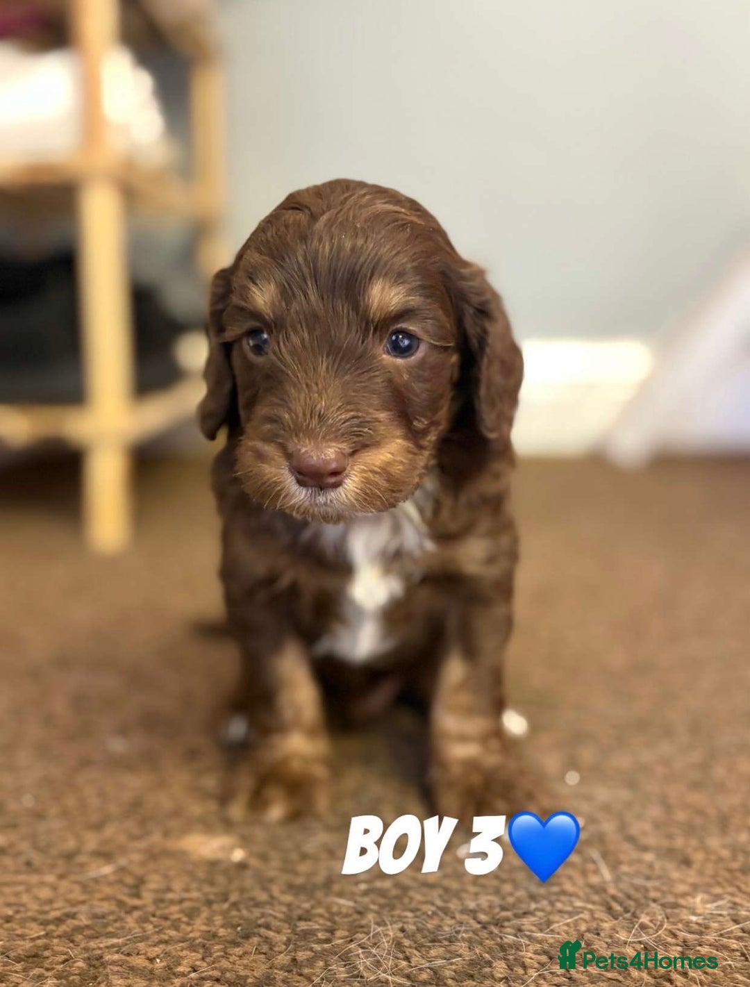 Cockapoo dogs for sale: Stunning F1 Cocapoos - Image 8