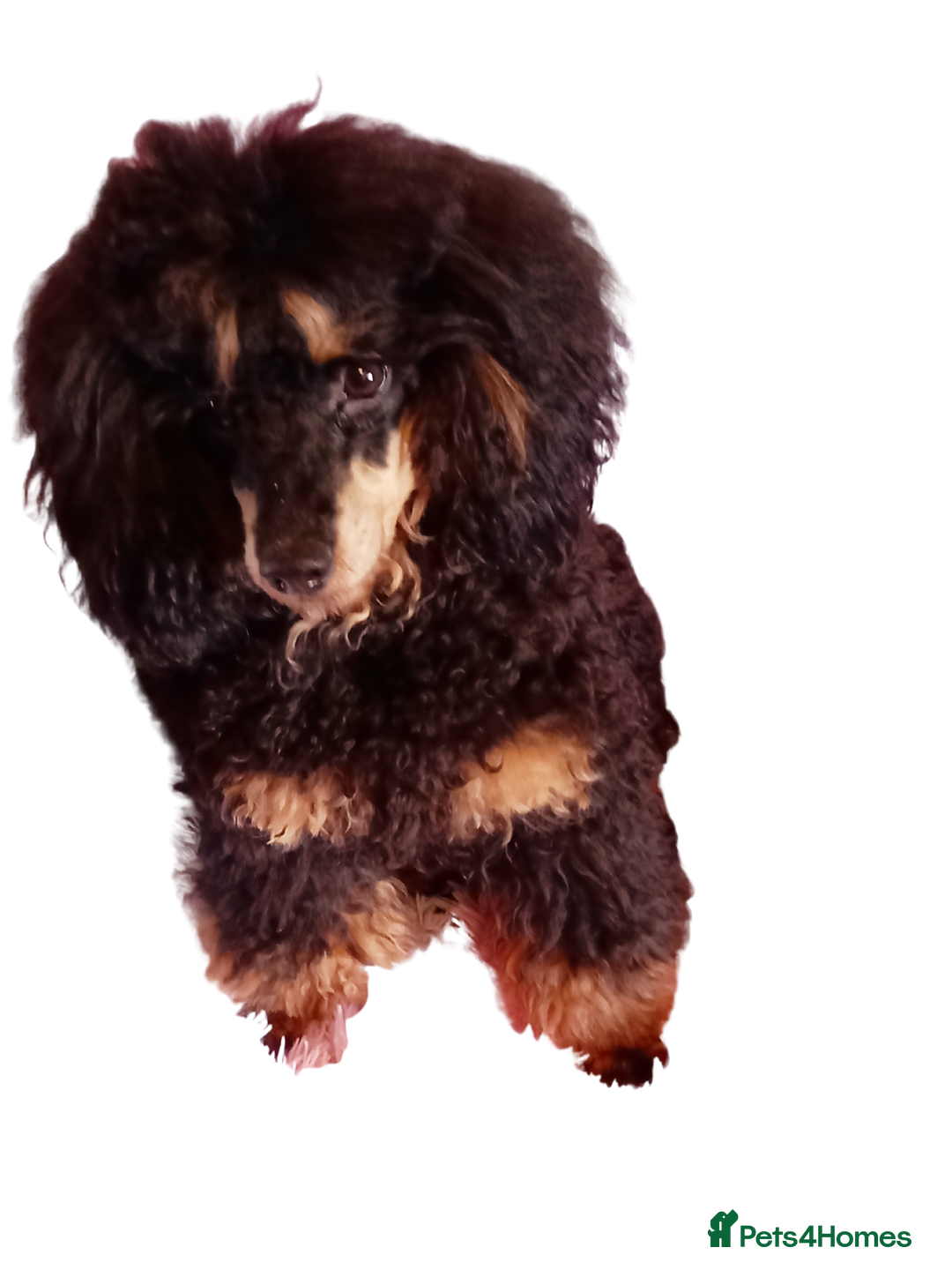 Cockapoo dogs for stud: Pra clear Kc reg phantom toy poodle for stud in Manchester - Image 2