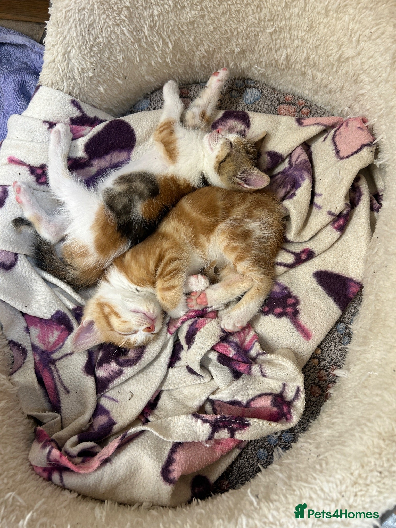 Mixed Breed cats Adorable farm kittens for sale - Advert 1