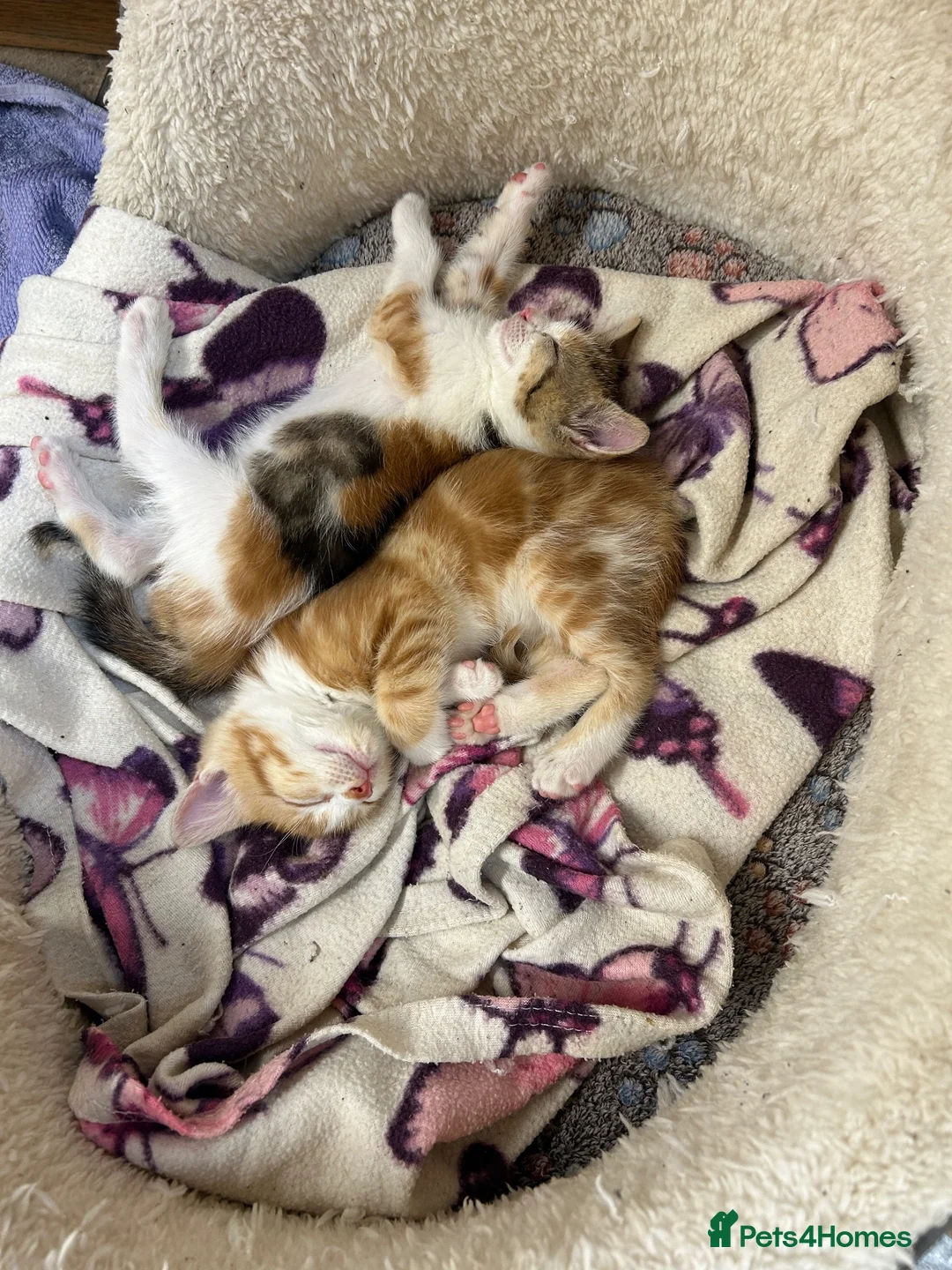 Mixed Breed cats for sale: Adorable farm kittens for sale - Advert 1