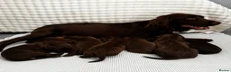 Cocker Spaniel dogs for sale: Puppys for sale in Ashford - Advert 7
