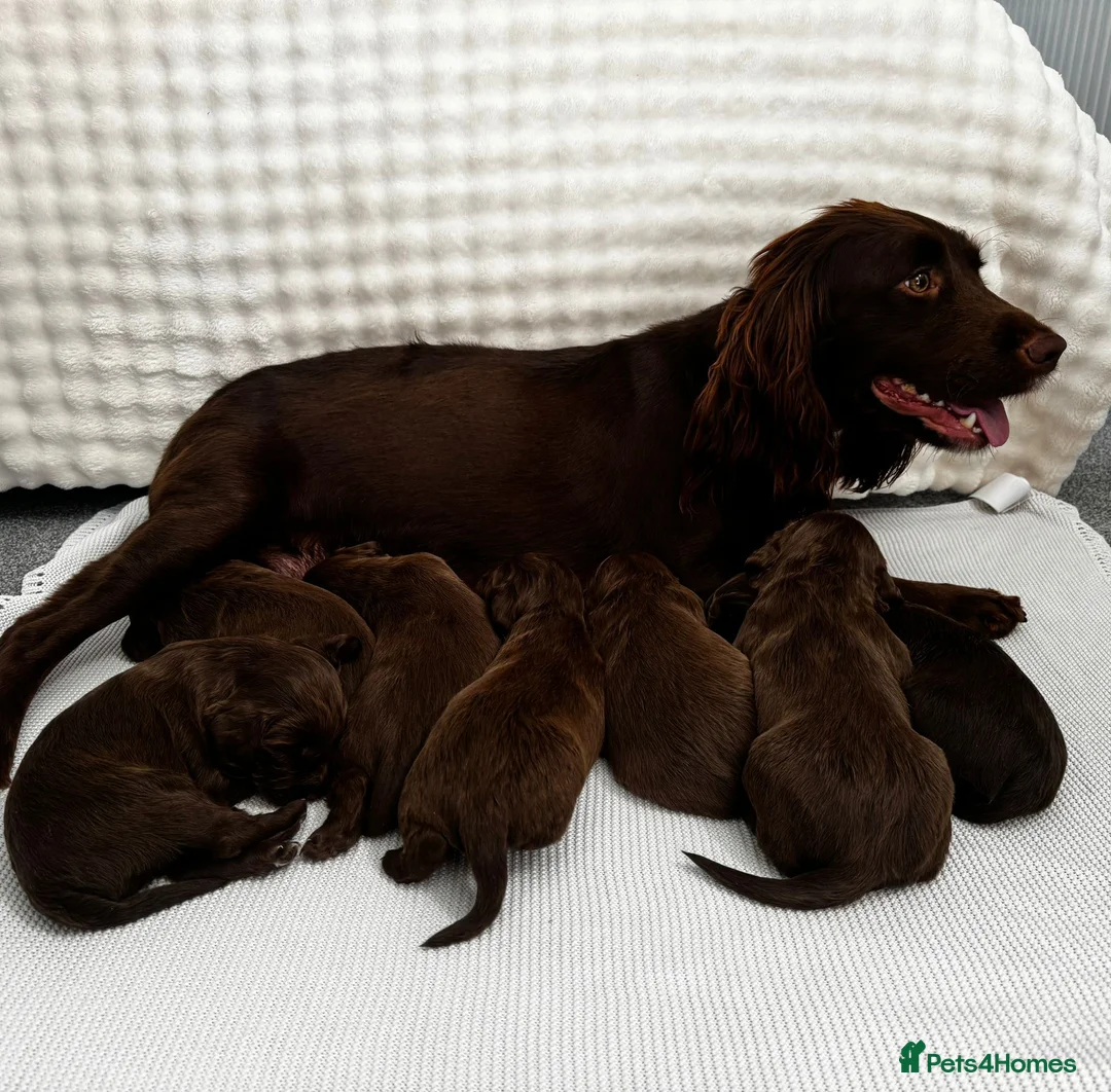 Cocker Spaniel dogs for sale: Puppys for sale in Ashford - Advert 7
