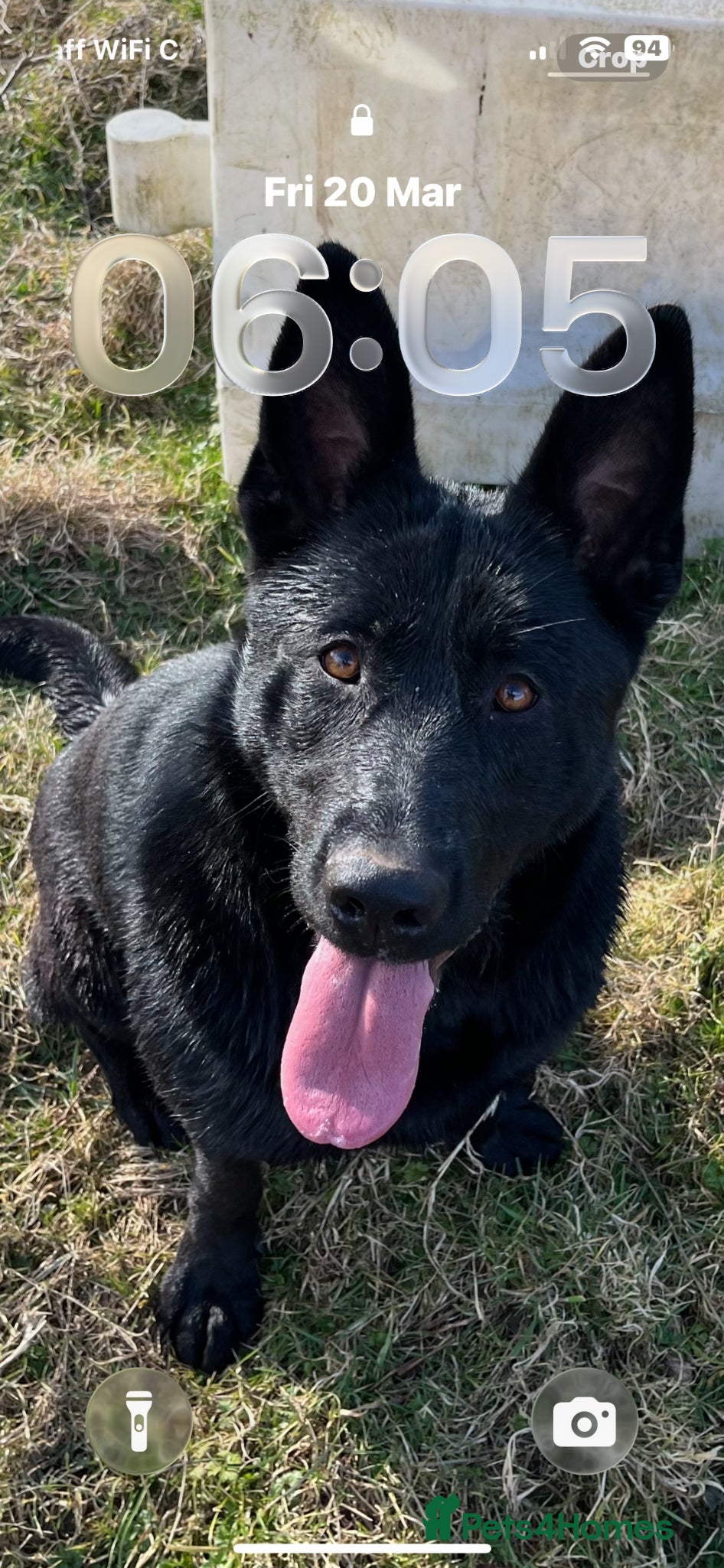 German Shepherd dogs Big beautiful German shepherd boys - Advert 1