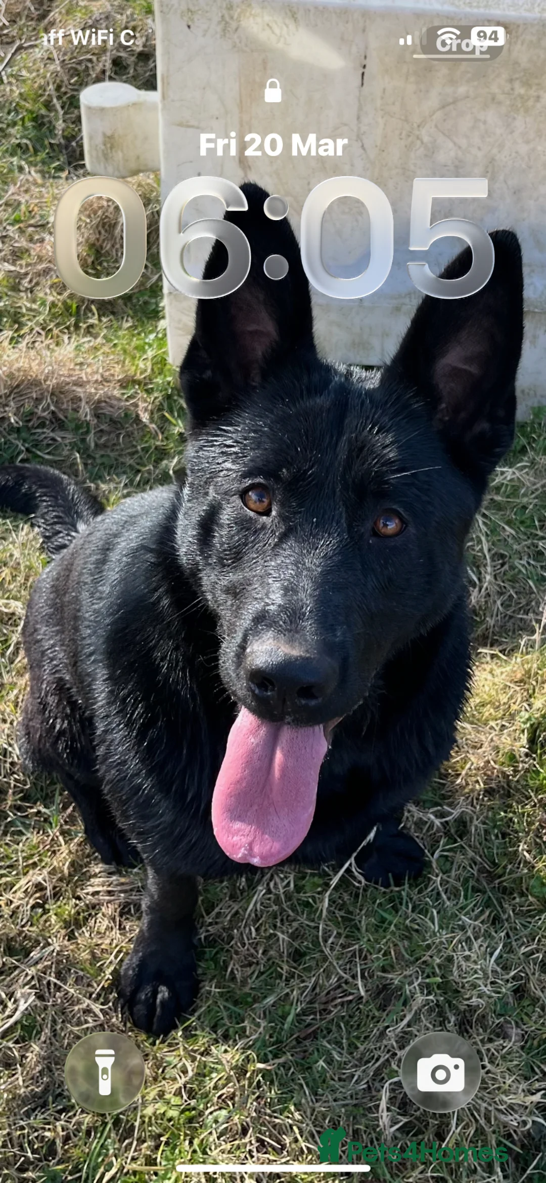 German Shepherd dogs for sale: Big beautiful German shepherd boys - Advert 1