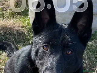 German Shepherd dogs Big beautiful German shepherd boys - Advert 3