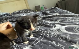 Domestic Shorthair cats for sale: 6 beautiful babies 5 boys and 1 girl - Image 6
