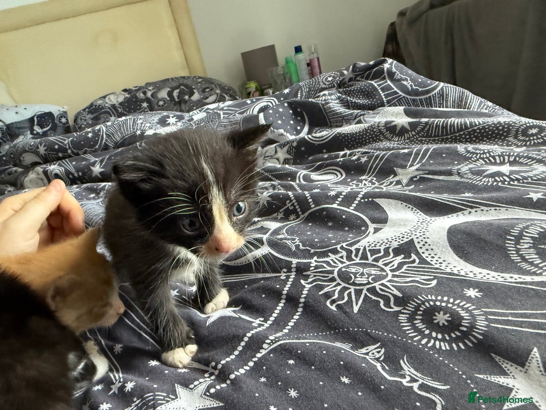 Domestic Shorthair cats for sale: 6 beautiful babies 5 boys and 1 girl - Image 6