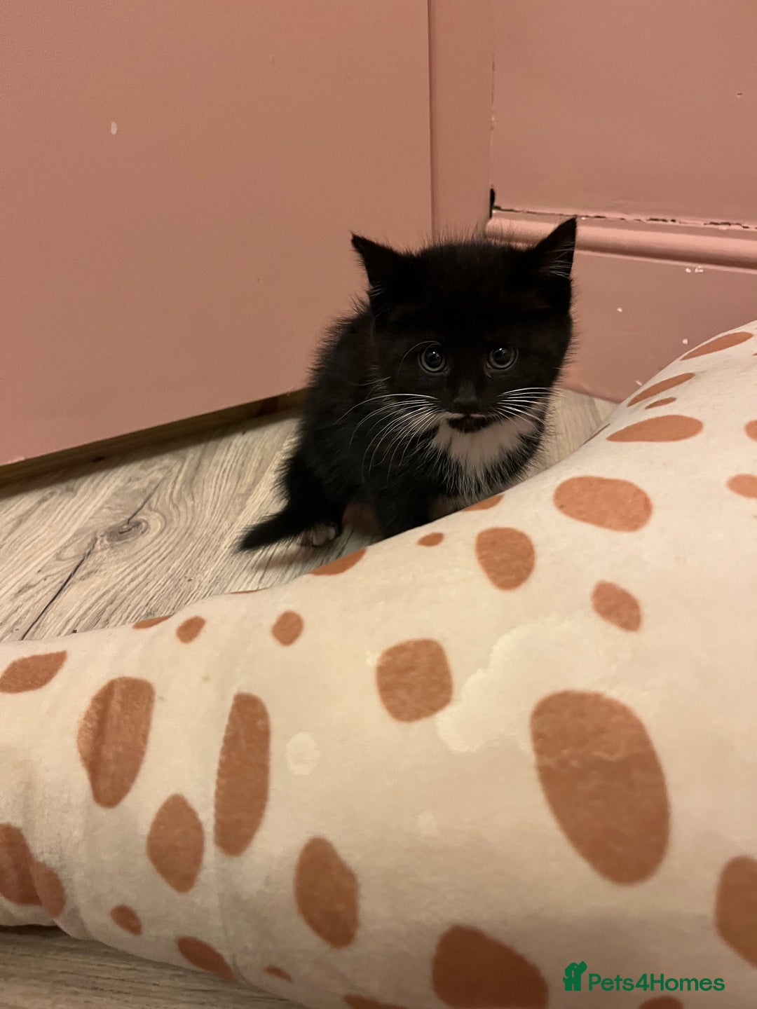 Mixed Breed cats for sale: 6 beautiful kittens ready for their new home.  - Advert 7