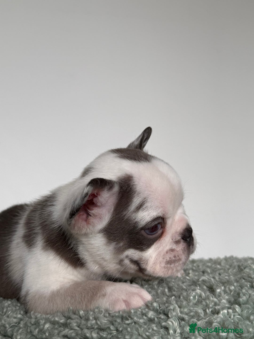 French Bulldog dogs for sale: Hikema X Cheeko (French bulldogs) - Image 14