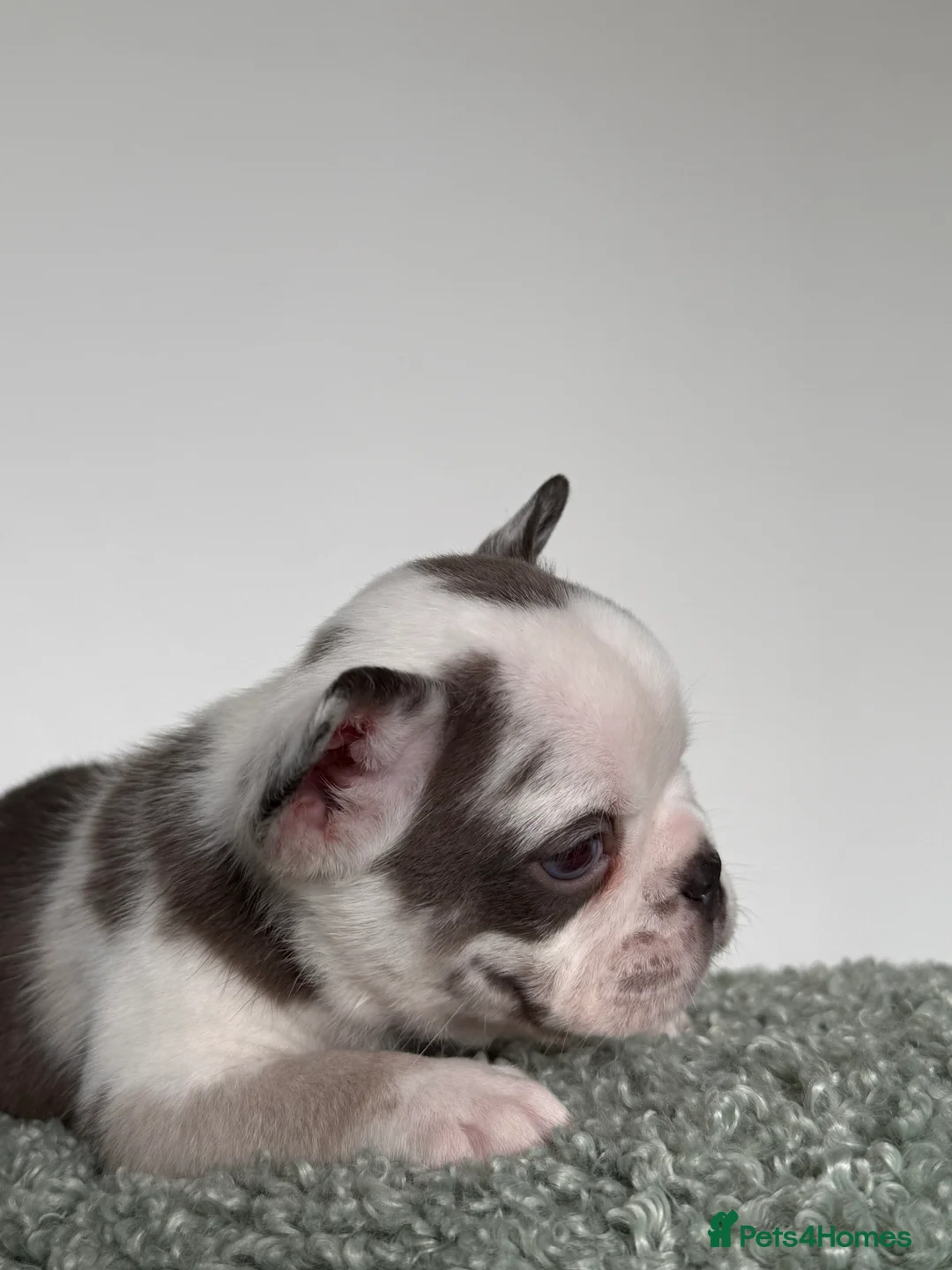 French Bulldog dogs for sale: Hikema X Cheeko (French bulldogs) - Advert 23