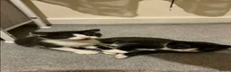 Mixed Breed cats for sale: Kittens - Advert 5