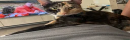 Domestic Shorthair cats for sale: Beautiful Calico  - Advert 2