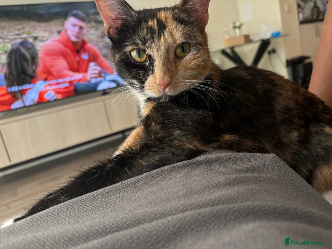 Domestic Shorthair cats for sale: Beautiful Calico  - Advert 2