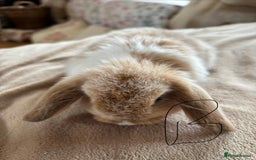 Mini Lop rabbits for sale: Beautiful mini lop rabbits - Image 4