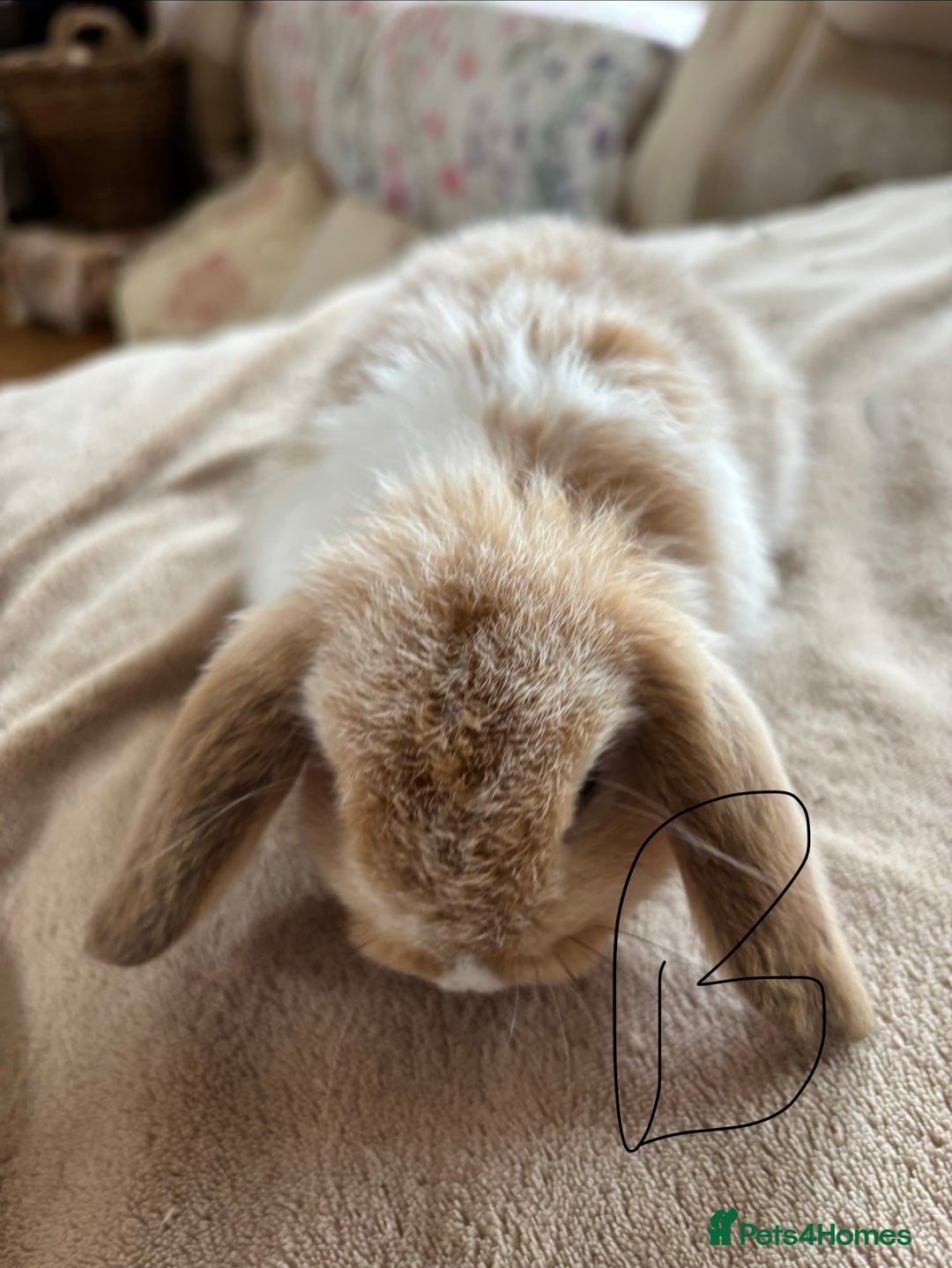 Mini Lop rabbits for sale: Beautiful mini lop rabbits - Image 4
