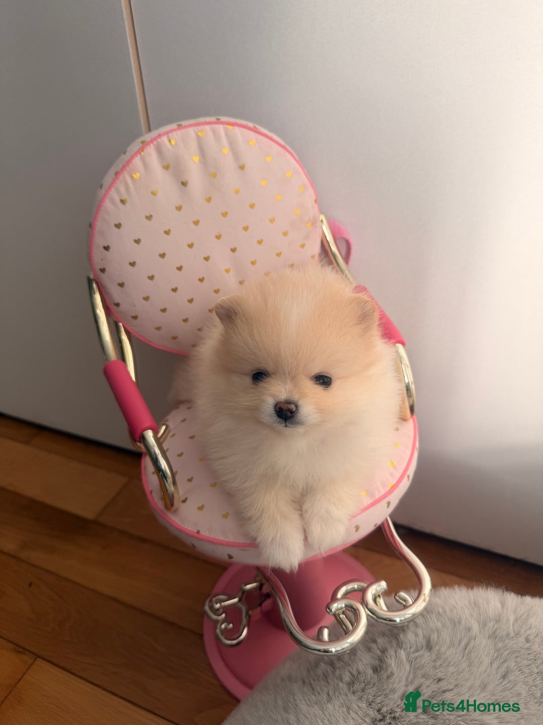 Pomeranian dogs for sale: Stunning Pomeranian Females KC reg. Russian lines - Advert 11