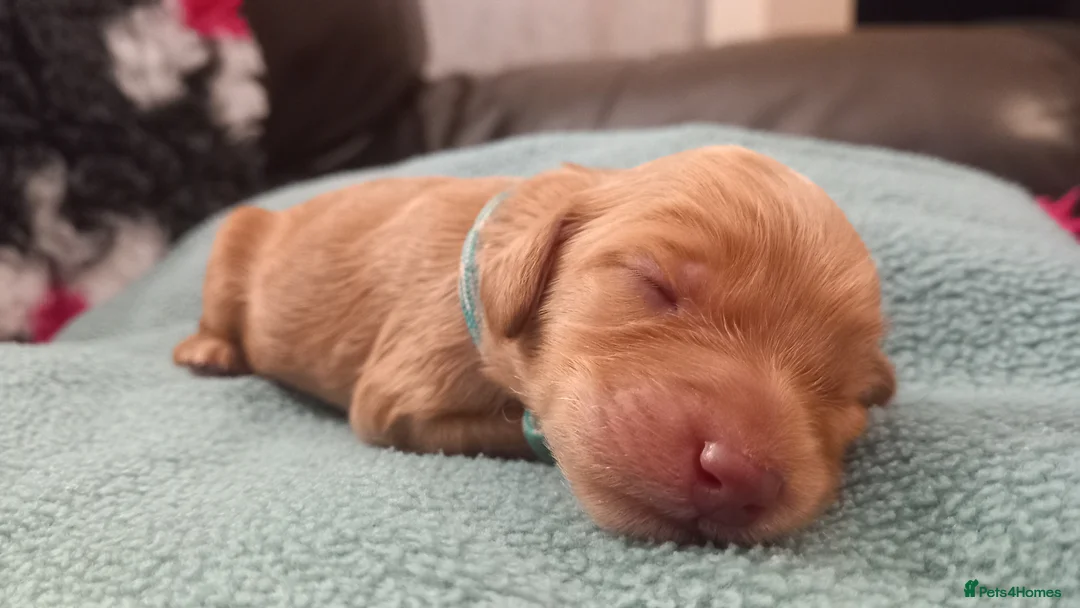 Cockapoo dogs for sale: Last stunning f2b Chocolate cockapoo boy - Advert 34