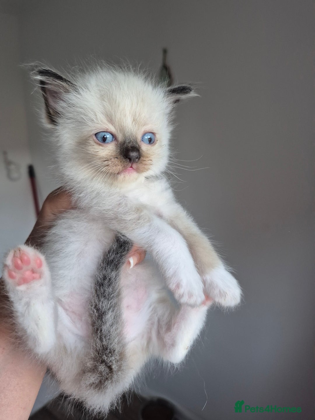Ragdoll cats for sale: Seal and lynx point mitted kittens - Image 6