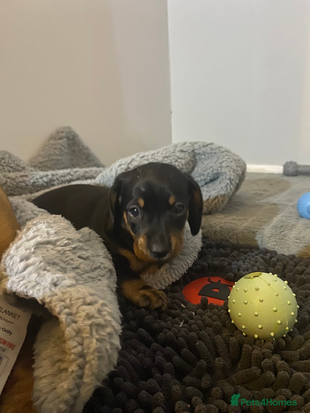 Dachshund dogs for sale: Dachshund puppys - Image 15