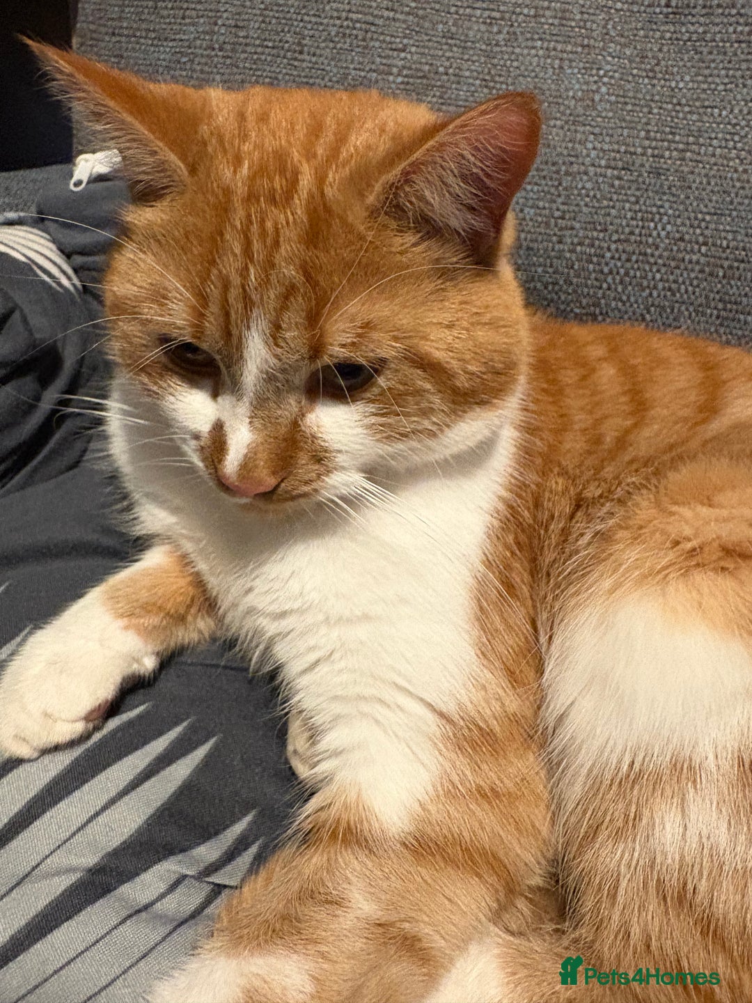 Mixed Breed cats for sale: 2 year old male  - Advert 2