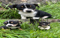 Mixed Breed dogs for sale: Puppies for sale  - Image 1