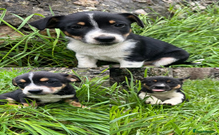 Mixed Breed dogs for sale - Advert 1