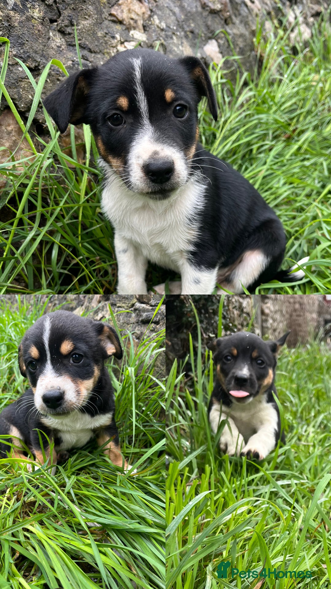 Mixed Breed dogs for sale: Puppies for sale  - Image 1