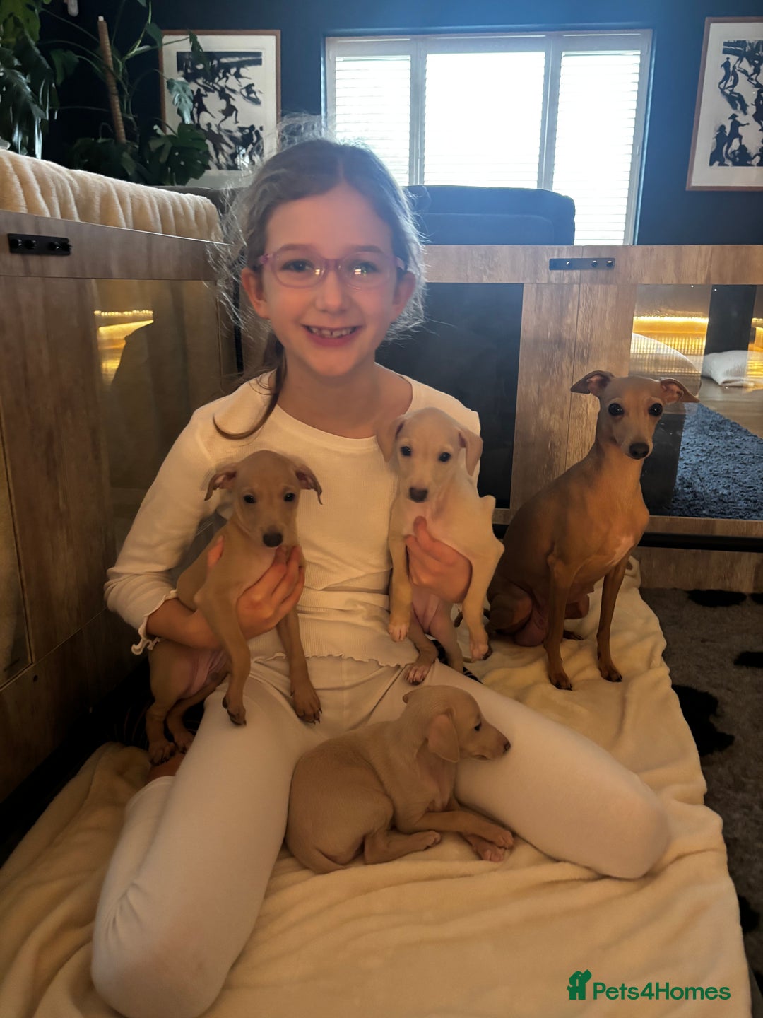 Italian Greyhound dogs for sale: Exceptional Italian Greyhound Puppies - Advert 7